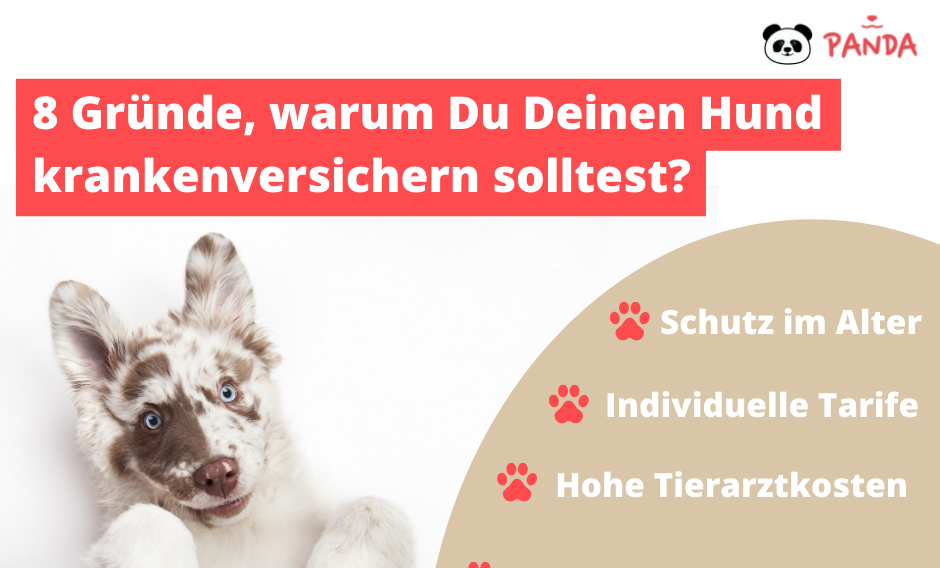 8 Gründe, warum Sie Ihren Hund krankenversichern sollten-5
