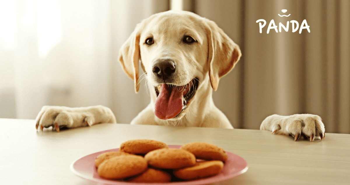 Panda Ad- & Postdesigns 11