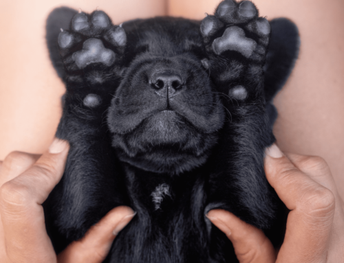 Hundemassage – So entspannt Dein Liebling noch besser!