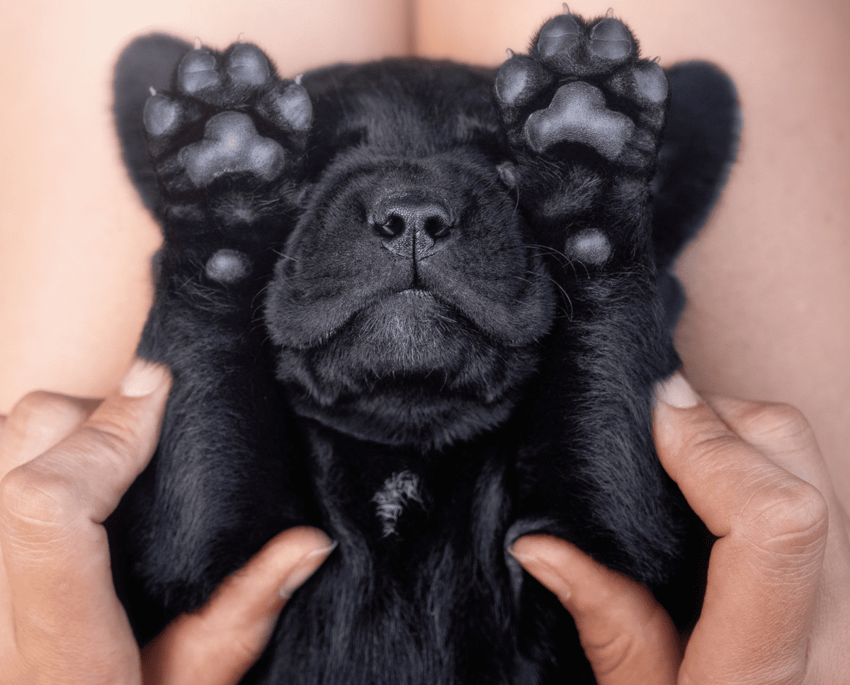 Hundemassage – So entspannt Dein Liebling noch besser!
