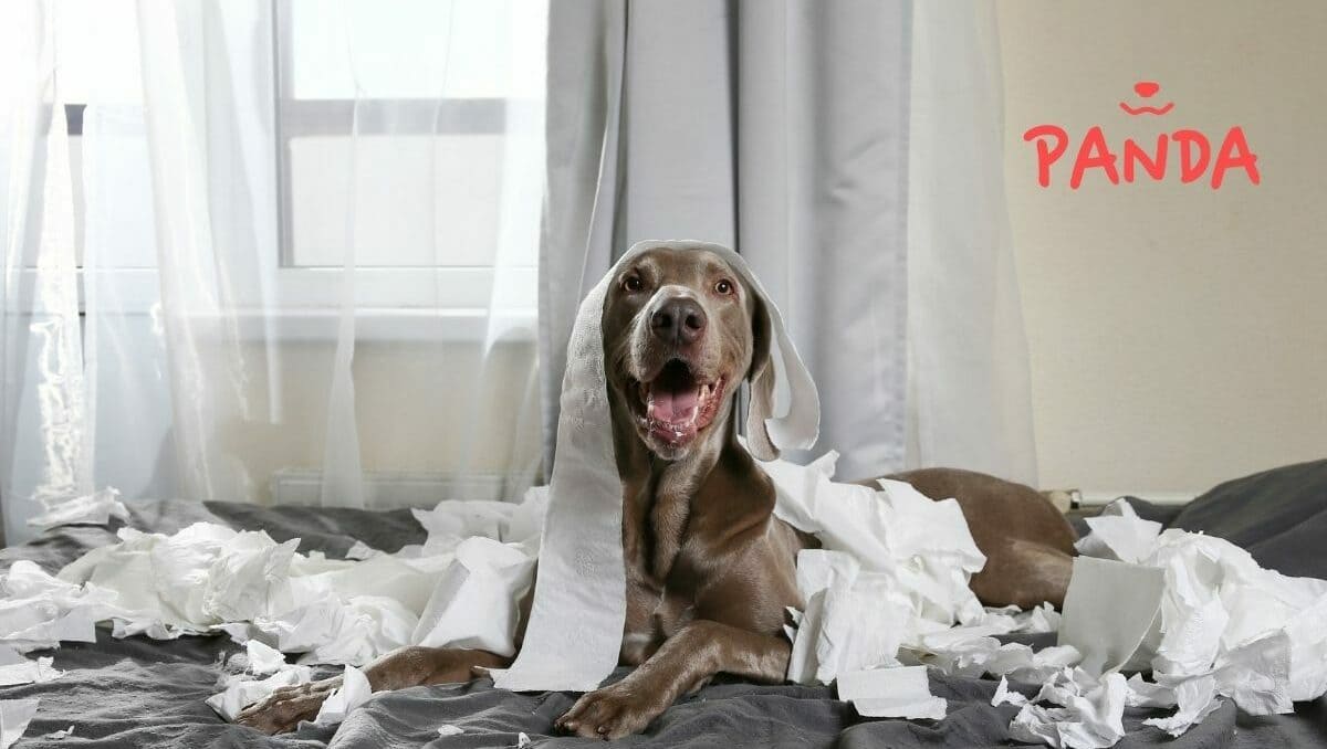 Panda Ad- & Postdesigns