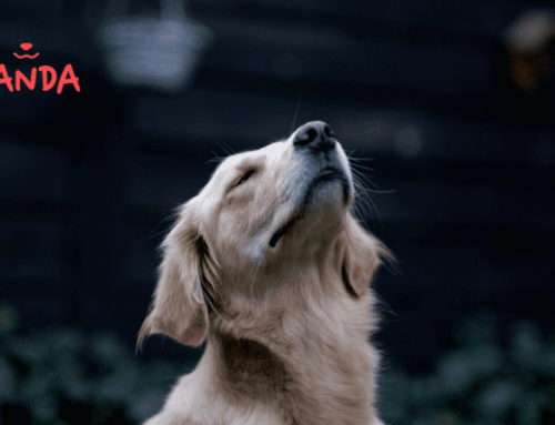 Der außergewöhnliche Geruchsinn der Hunde