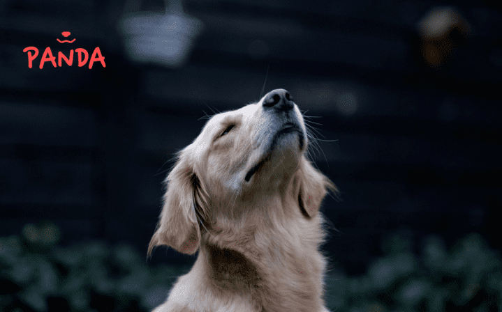 Hund Geruchssinn Panda Tierversicherung web