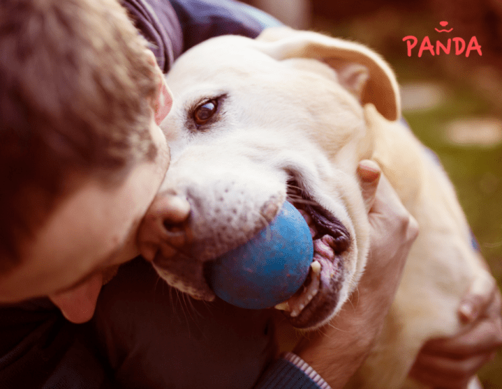 Spielen mit Hund im Winter Panda Tierversicherung