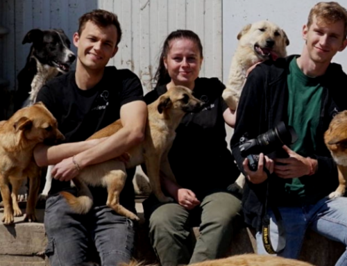 Partnerschaft mit Hunderunde