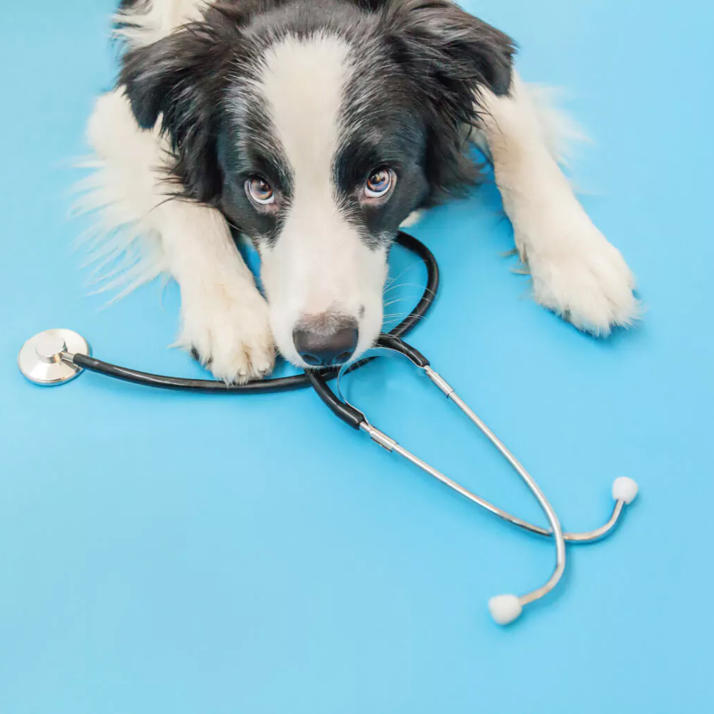 Panda-Tierversicherung-Diagnose