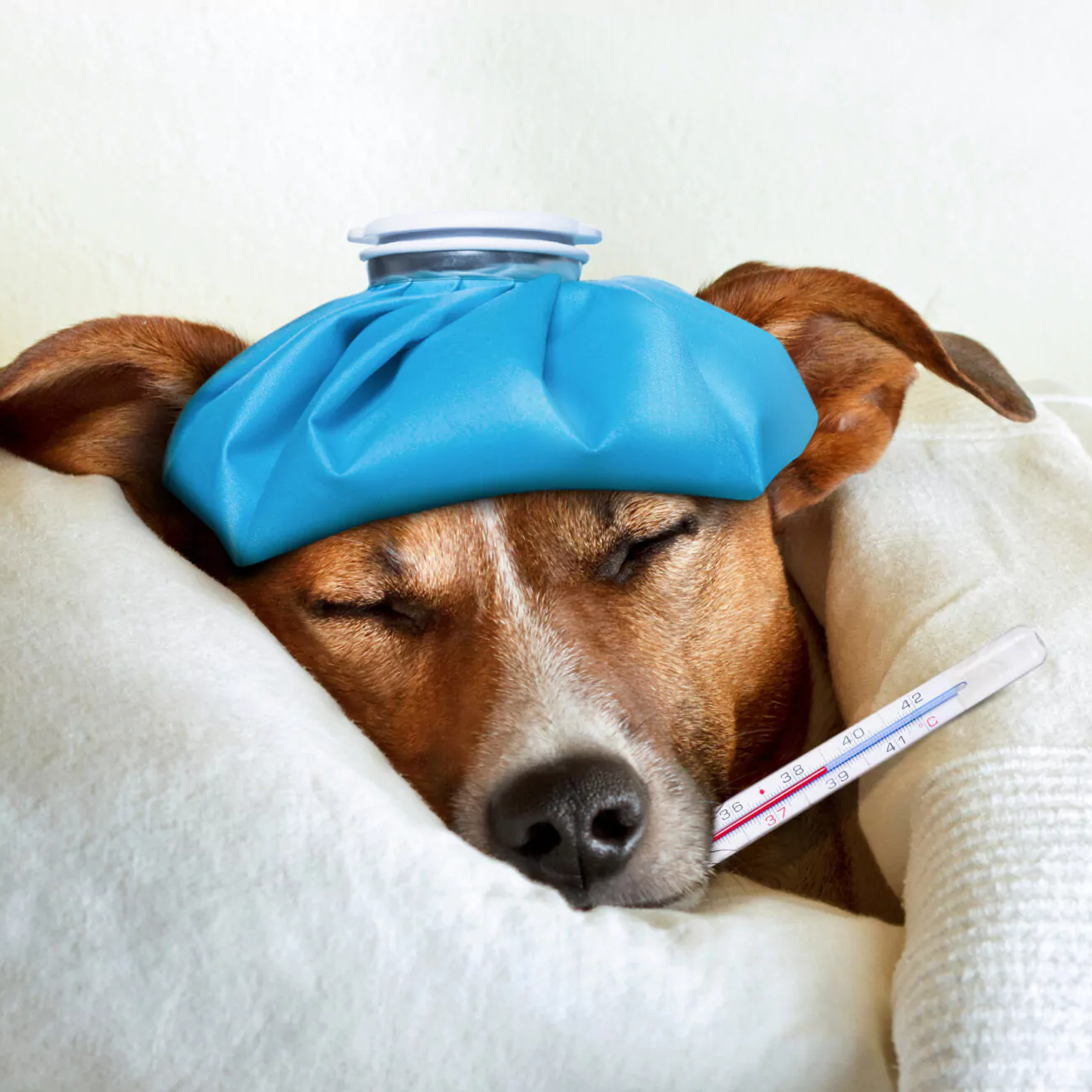 Panda-Tierversicherung-Krankheit.webp-_1_