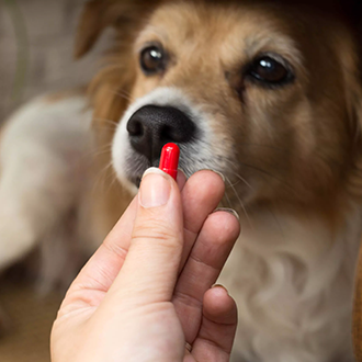 Panda-Tierversicherung-Medikation_2